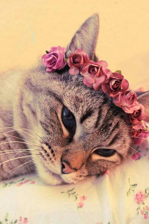 猫咪配上花环太美了