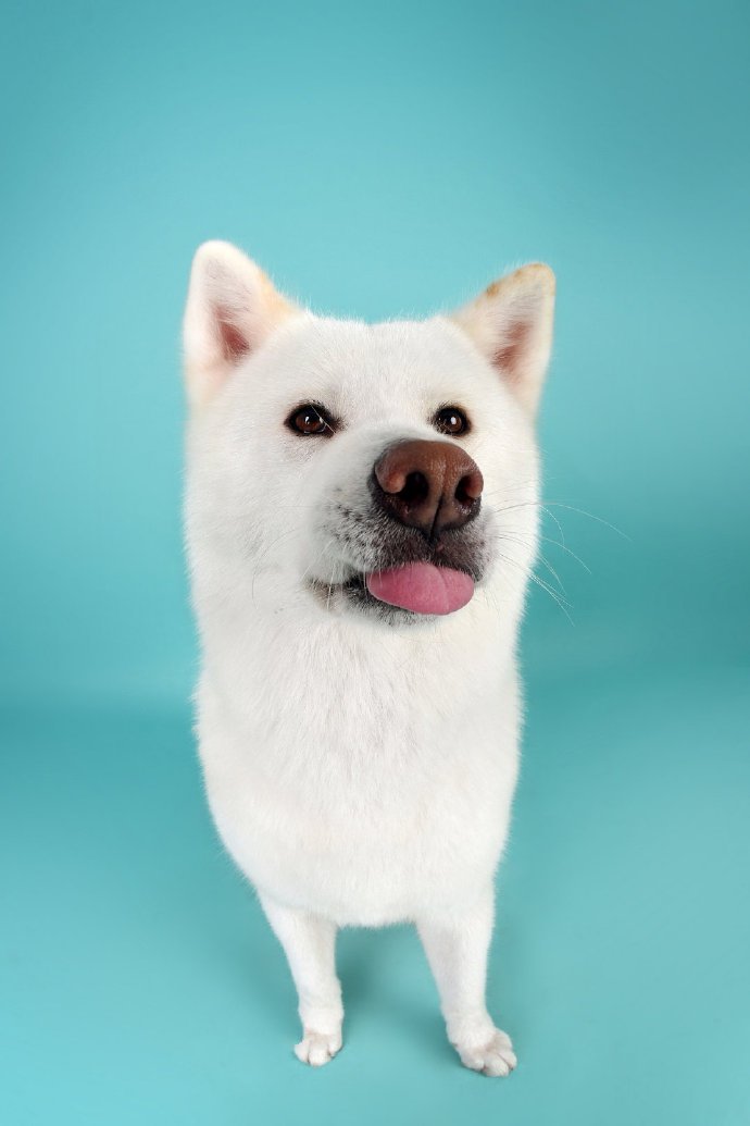 一组帅帅的白色的秋田犬 图片欣赏