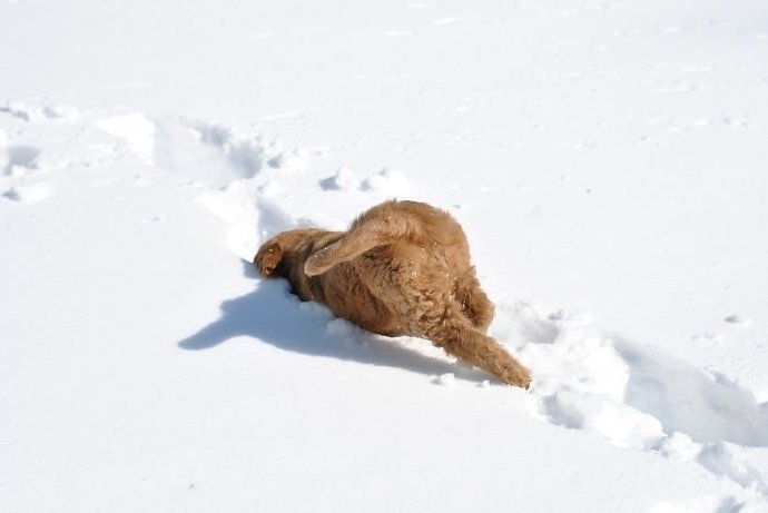 雪地里开心玩耍的猫咪