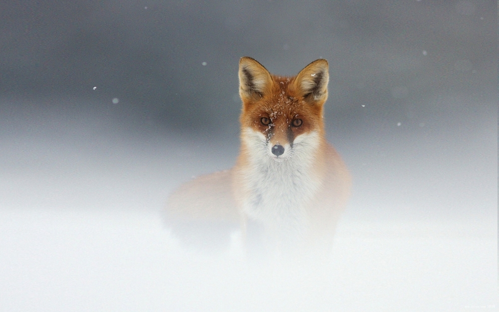 濒危动物野生红狐狸图片