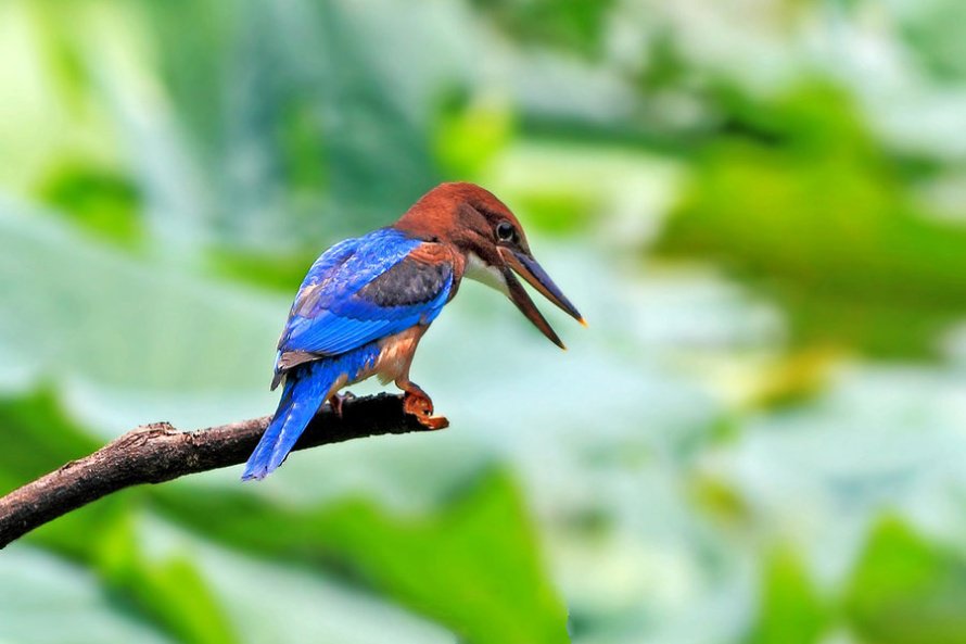 高清拍摄蓝羽翡翠鸟图片