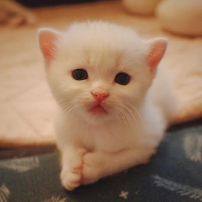 软软萌萌的白色小奶猫