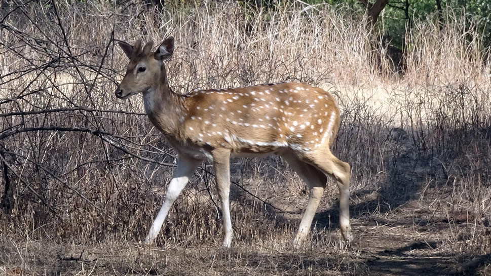 梅花鹿的身上有许多小白点，像梅花似的，所以叫它梅花鹿
