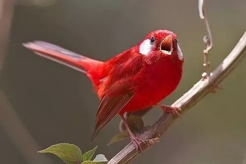一组红红火火的小小鸟图片