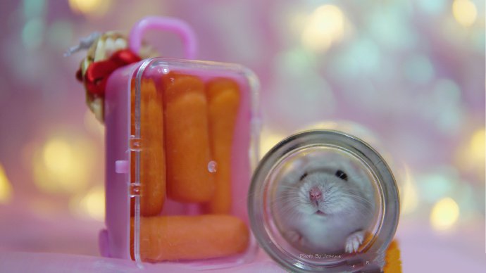 吃胡萝卜的小仓鼠图片