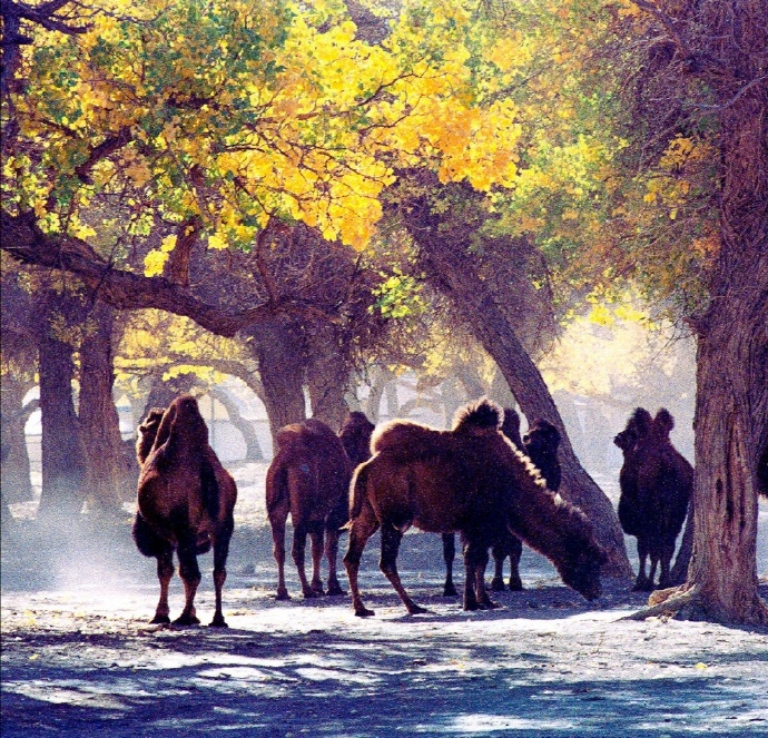 唯美秋景下的骆驼图片