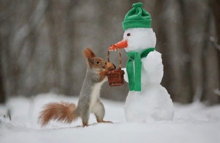 堆雪人的小松鼠图片欣赏