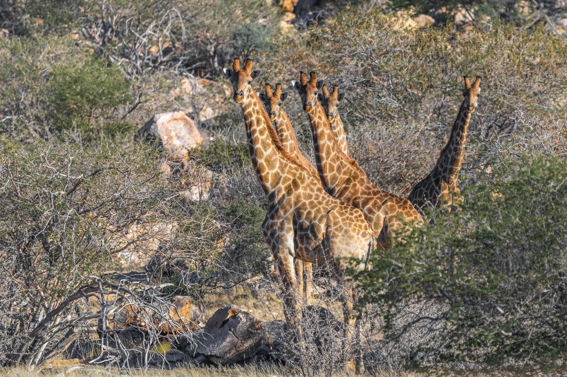 草原上野生的长颈鹿图片