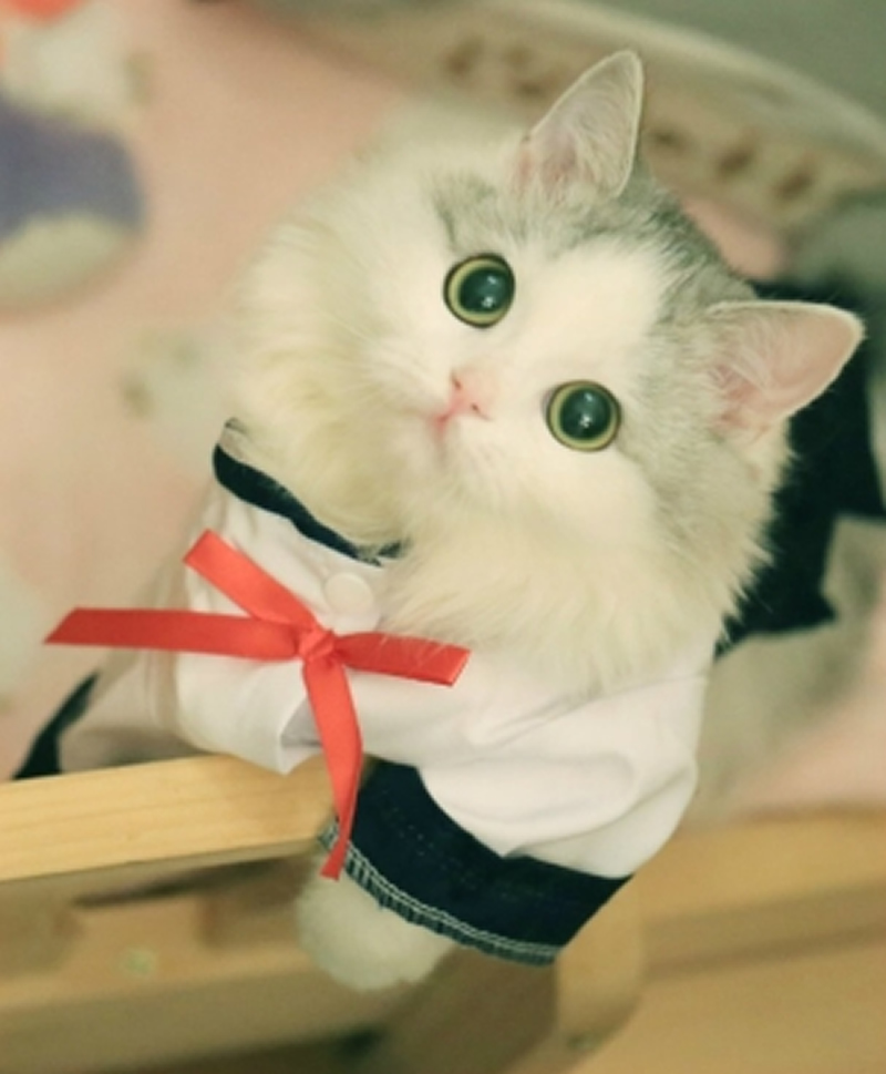 穿衣服的布偶猫写真图片