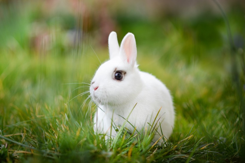 呆萌可爱性感温顺的小兔子图片
