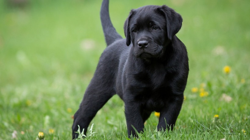 温和友善的黑色拉布拉多犬图片