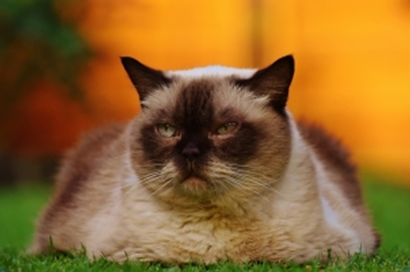 体形圆胖的暹罗猫图片