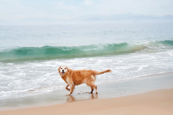 一组在海边玩耍的金毛狗狗