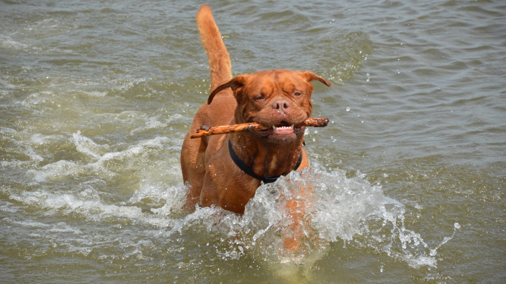 一组水中训练波尔多犬的图片