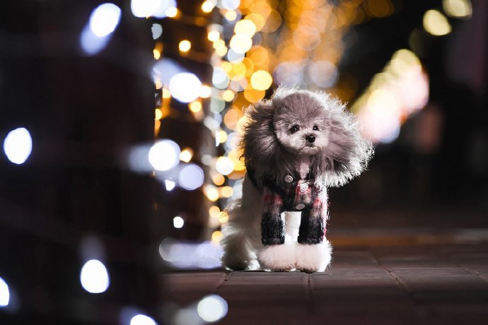 一组夜景里的马尔济斯狗狗图片