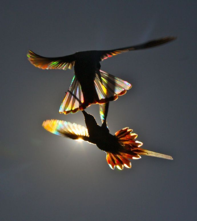 飞舞在阳光下的蜂鸟，产生出的彩虹棱镜效果