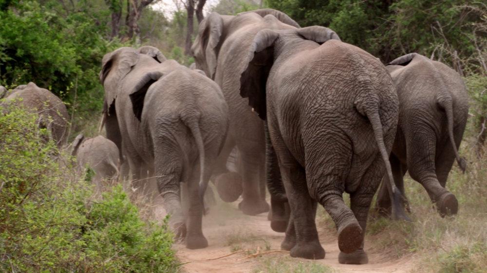 一组群居动物可爱的大象高清图片欣赏