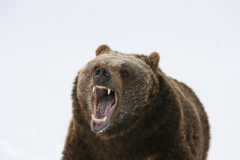 一组近距离拍摄的棕熊图片