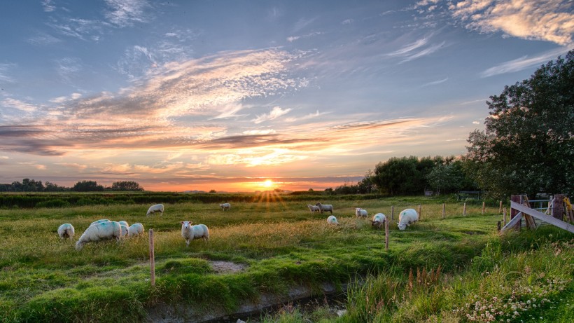 草原上温顺的绵羊图片欣赏
