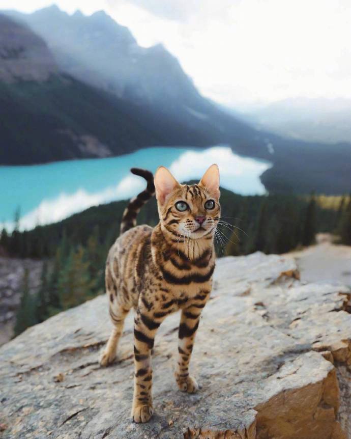 一组帅气酷酷的豹猫图片