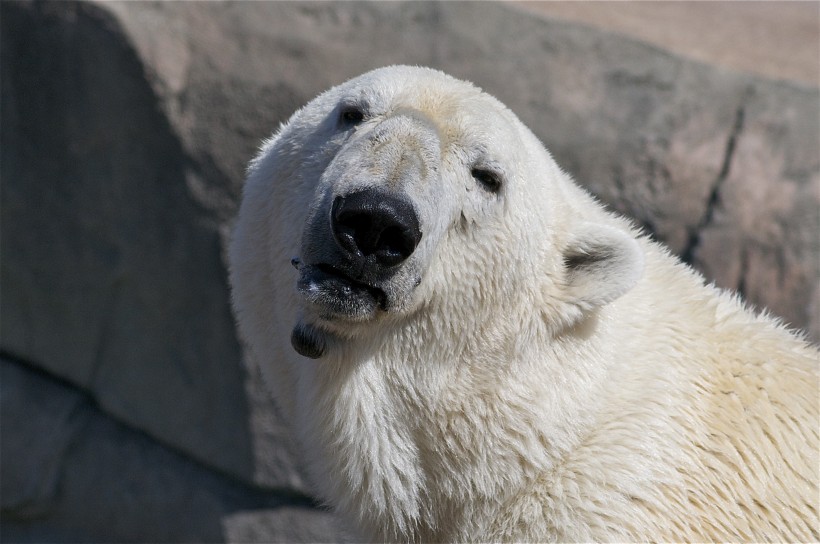 憨态可掬的北极熊图片