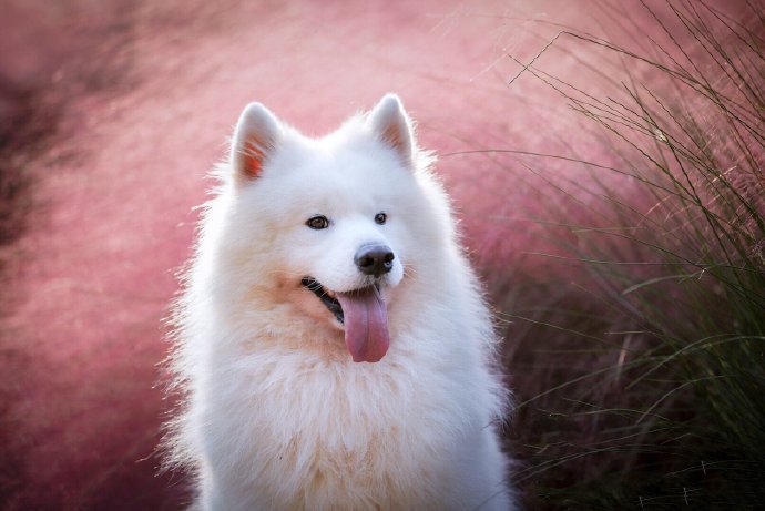 一组网红草下的萨摩耶狗狗