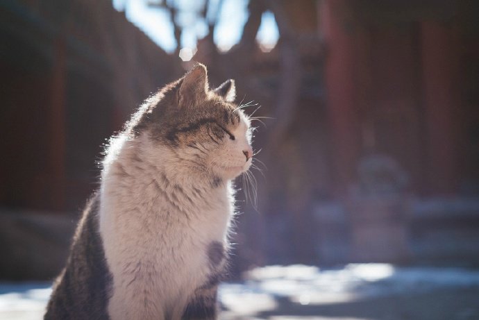 紫禁城外的霸气猫咪图片