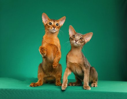 一组阿比西尼亚猫摄影图片