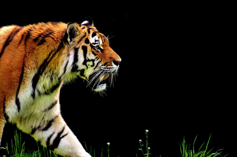 一组威猛的老虎图片欣赏