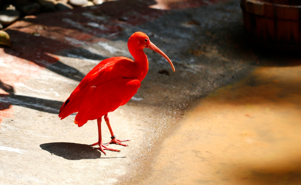 濒危动物红鹮鸟图片欣赏