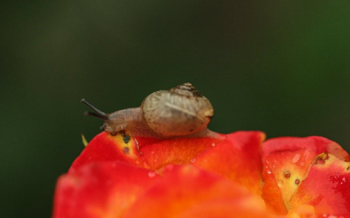 花儿与蜗牛唯美意境摄影高清美图 ​​​​