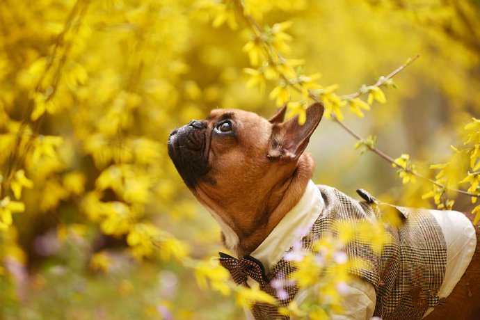 小狗狗和迎春花一起合拍的图片欣赏