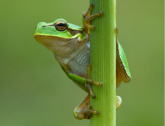 专吃害虫的绿色雨蛙图片欣赏
