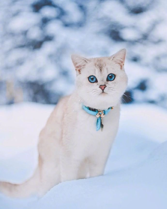 像雪精灵的小猫咪图片欣赏