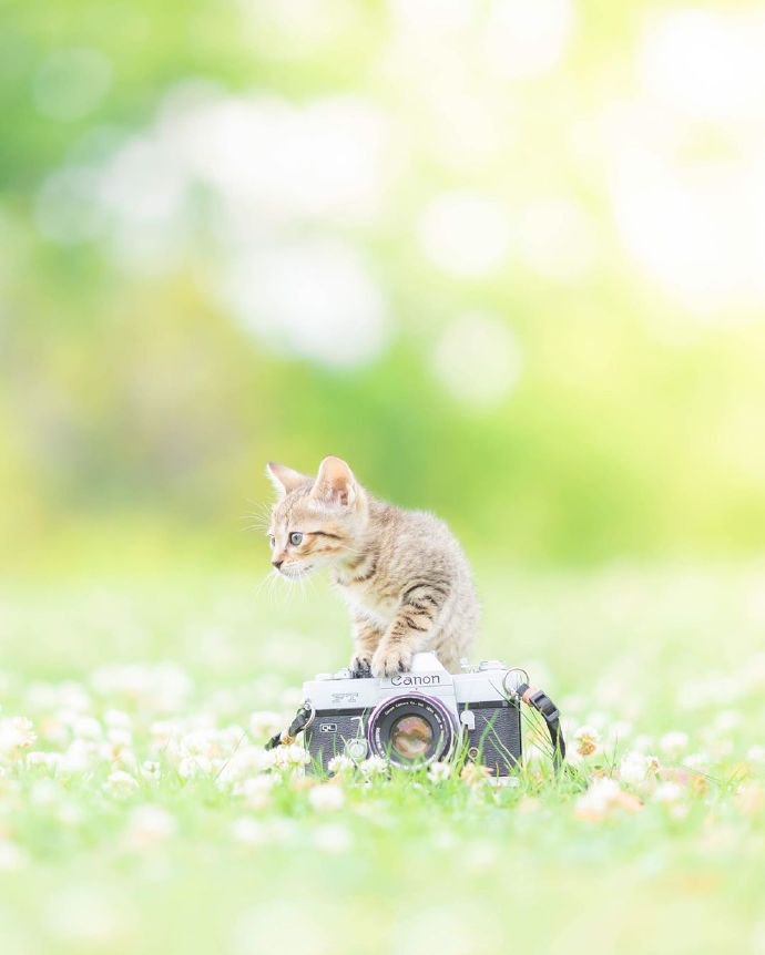 主营可爱、兼职摄影的小猫咪