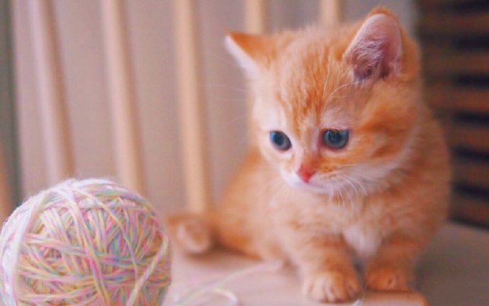 粉嫩可爱的小奶猫摄影图片