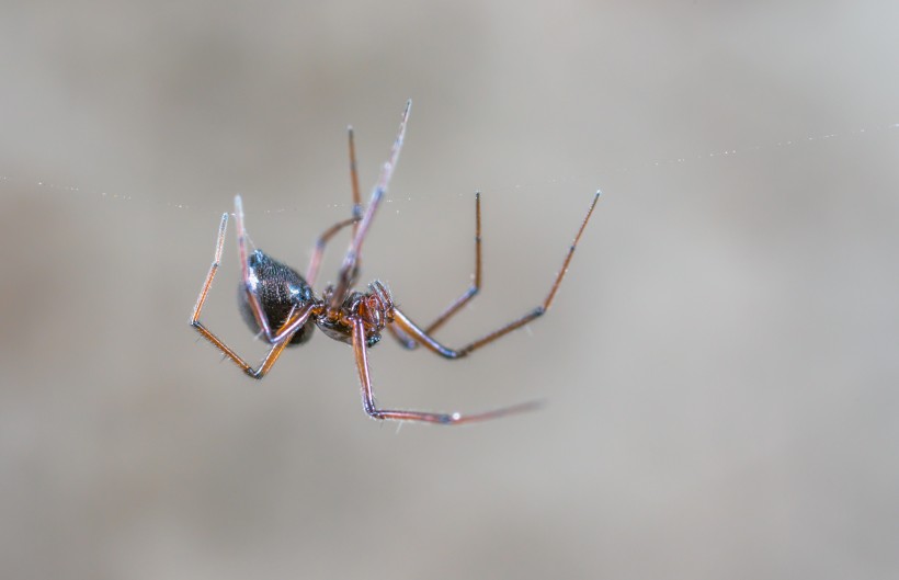 微距拍摄的蜘蛛图片