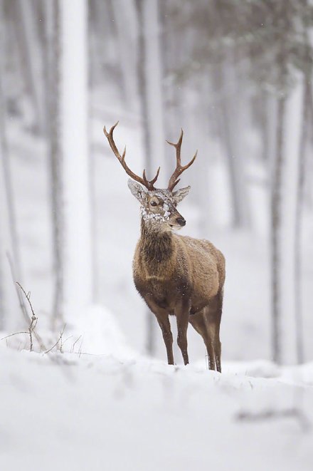 在雪地里骄傲的鹿先生图片