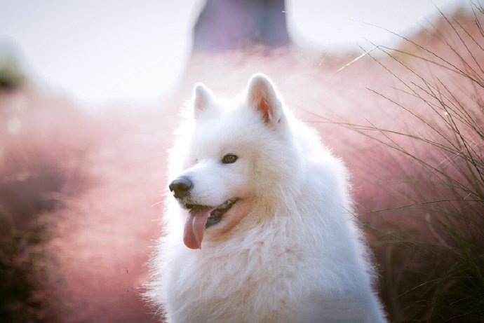一组网红草下的萨摩耶狗狗