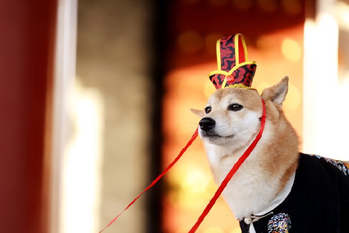 一组紫荆城里拍摄的可爱狗狗