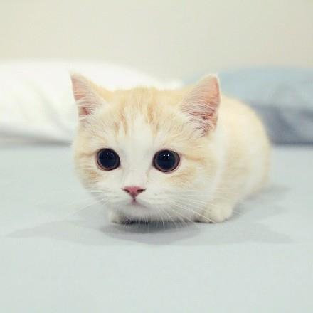 一组超可爱的大眼睛白色小猫猫图片欣赏