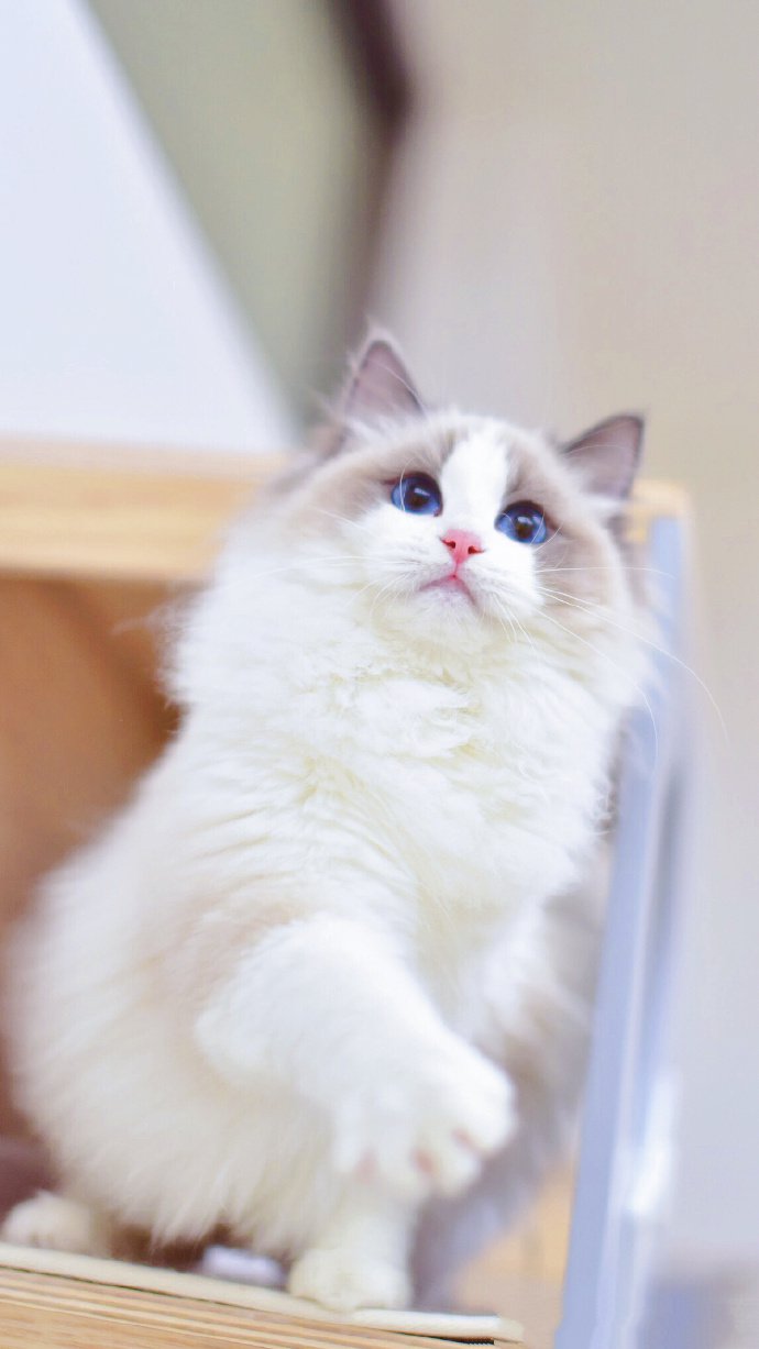 一组眼睛蓝蓝的小白猫图片欣赏