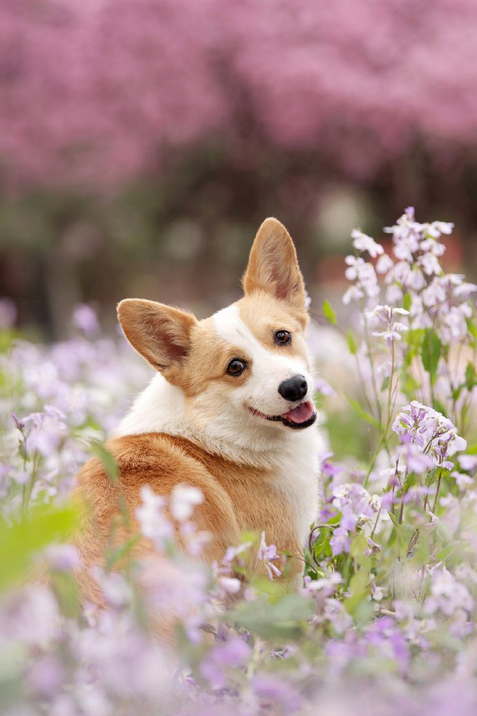 春天里拍摄的每一个狗狗都美美哒