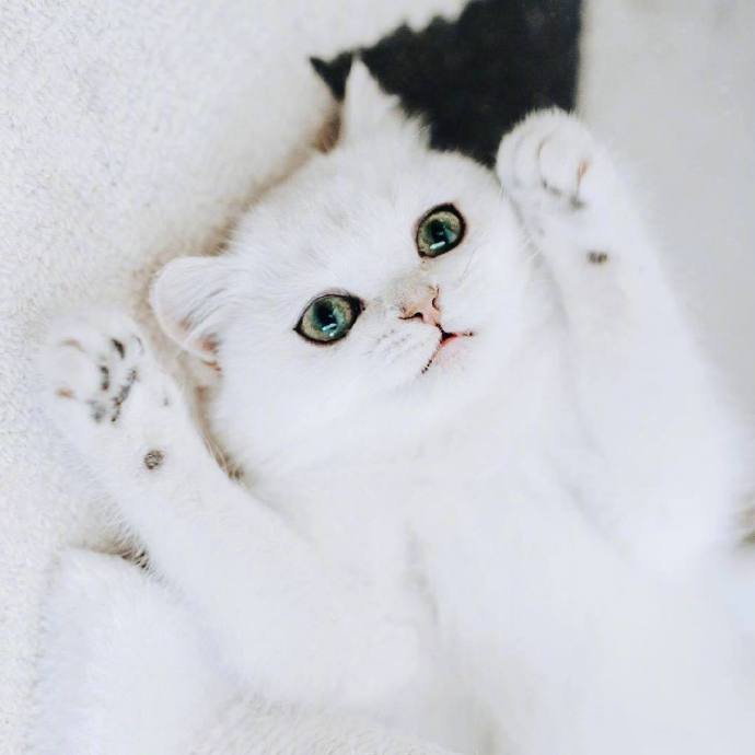 自带眼线的小白猫peral，这么可爱的小眼神谁顶得住