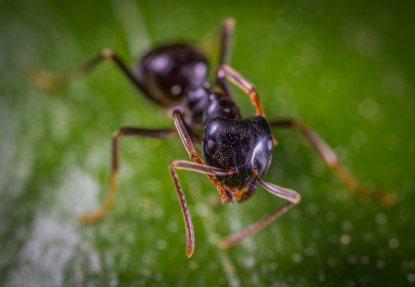勤劳朴实的蚂蚁微距离拍摄图片