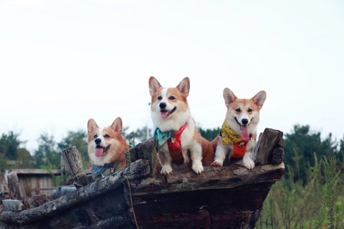 一组超可爱的三只柯基犬图片
