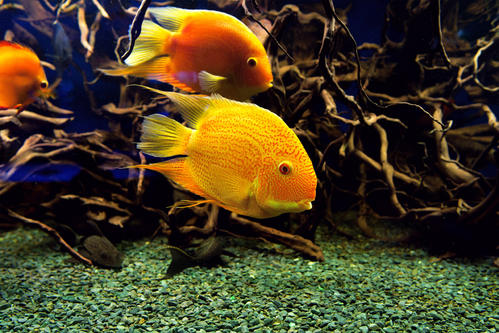 一组黄色的小金鱼图片