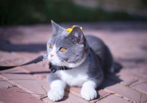 萌萌哒的英短猫图片