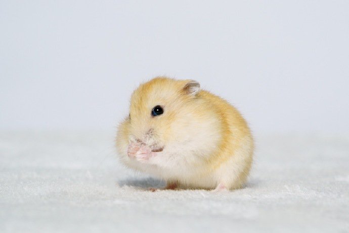 一组小巧可爱的小仓鼠图片