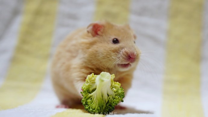 一组吃西兰花的小仓鼠图片